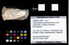 Foto (Objekt + Etikett) von Ambulocapsa novacula (Robins et al., 2013)  (NHMW-GEO-1990-0041-2483)